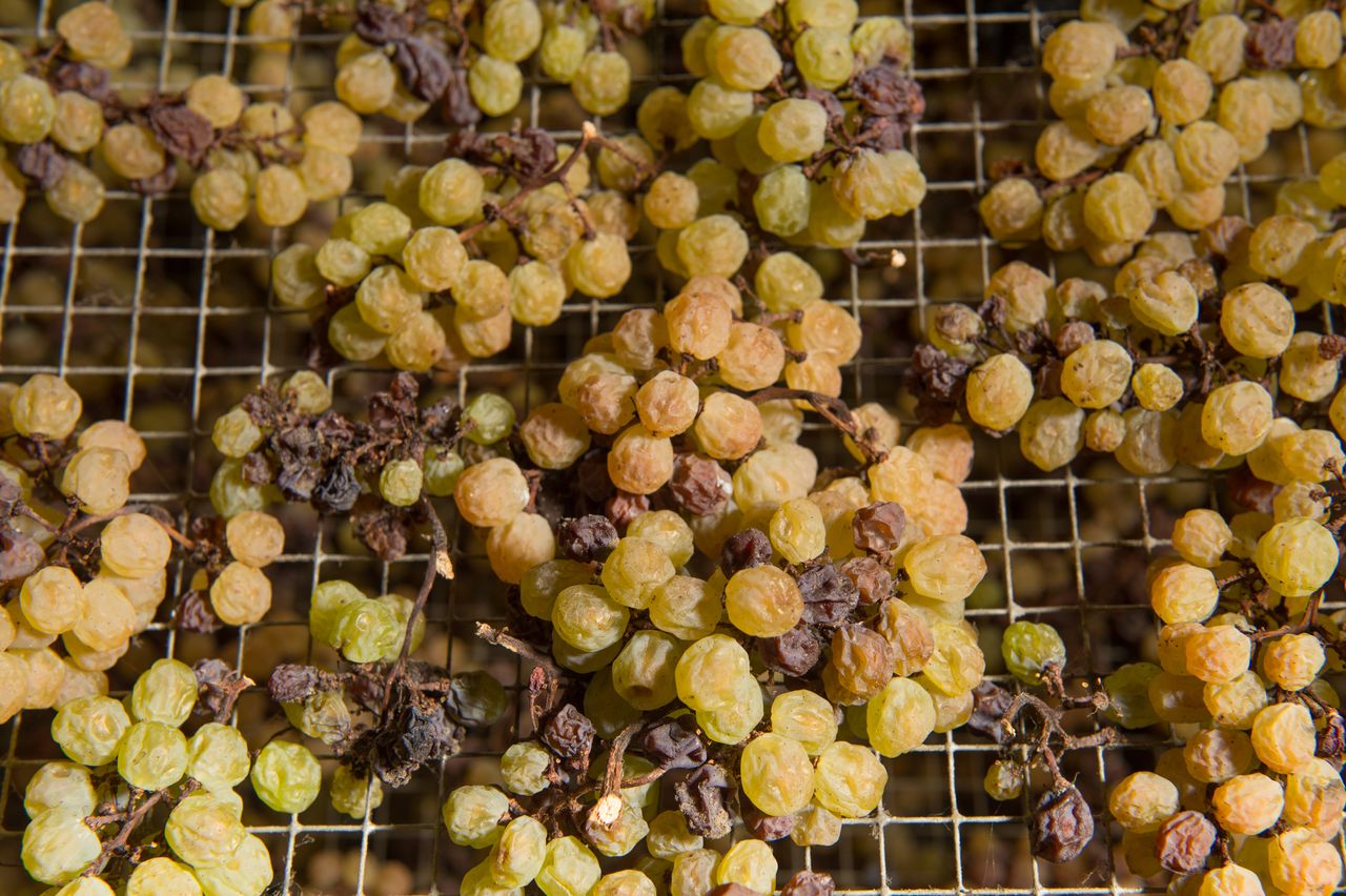 Vignoble Technique Vin de paille Mossu-0014